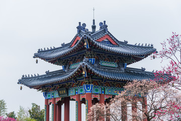 南京梅花山景色