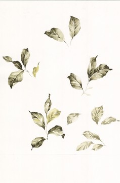 印花圖案