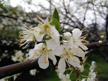 李子花