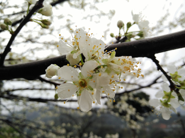 李子花