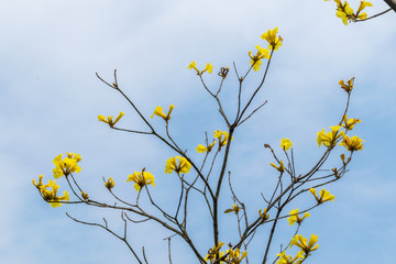 风铃花