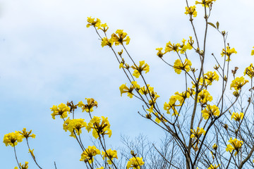 黄花风铃