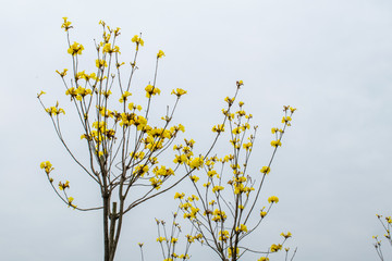 黄花风铃木