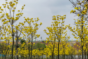 黄花风铃木