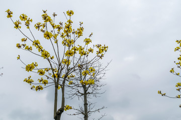 黄花风铃木