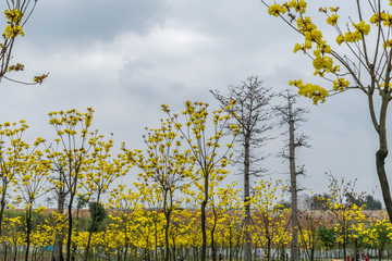 黄花风铃木