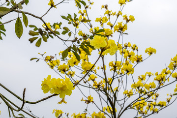 黄花风铃木