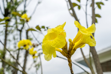 黄花风铃