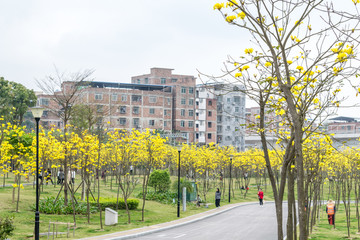 黄花花海