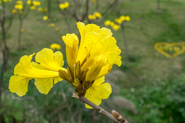 黄花风铃