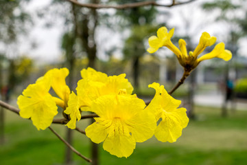 黄花风铃木