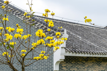 黄花风铃木