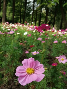 格桑花