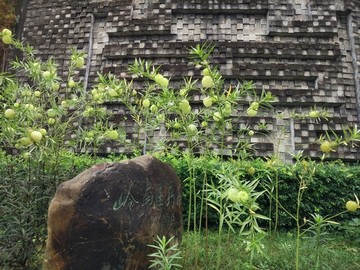 药用植物