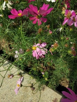 格桑花与蜜蜂