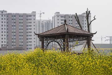 油菜花