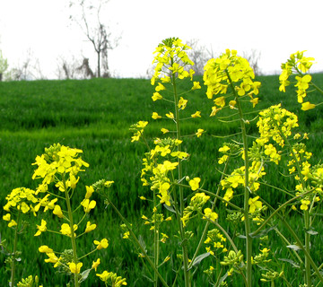 油菜花