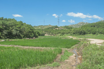 乡村稻田风光