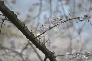 杭州太子湾樱花