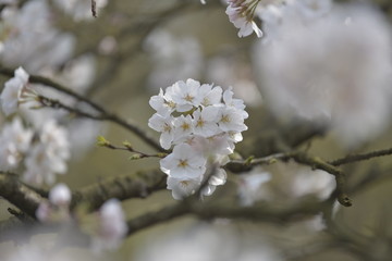 杭州太子湾樱花