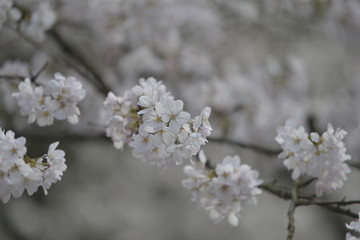 杭州太子湾樱花