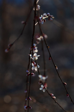 春暖花开