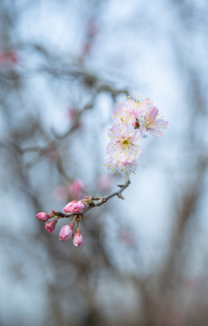 春天桃花烂漫