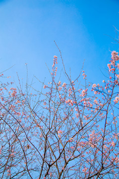 春天桃花烂漫