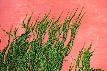 红色墙面上的绿色爬藤