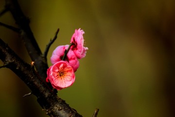 梅花