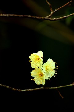 梅花