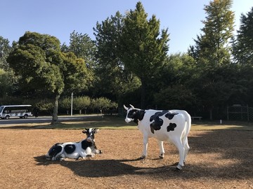 荷兰乳牛雕塑