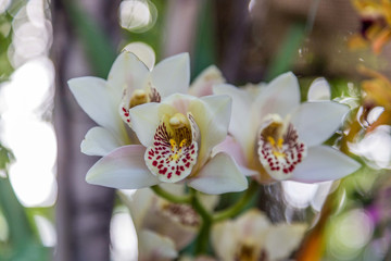 巴黎兰花展鲜花