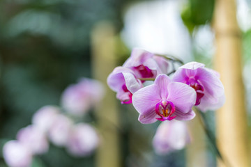 巴黎兰花展鲜花