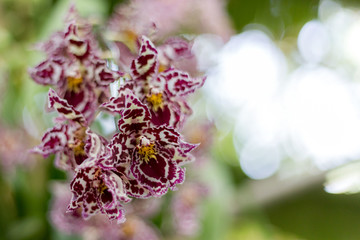 巴黎兰花展鲜花