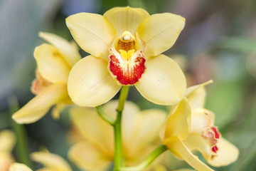 巴黎兰花展鲜花