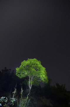 星空下的绿树