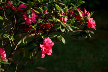 杜鹃花