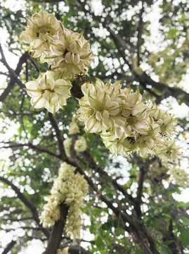 禾雀花开