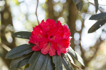 山茶花