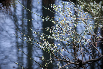 湖畔梅花