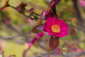 山茶花