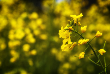 唯美油菜花