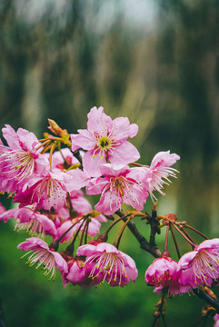 日本樱花