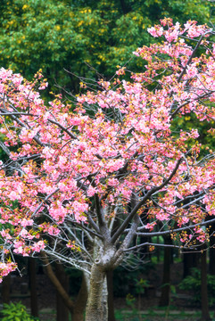 樱花