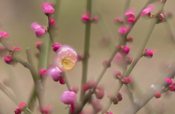 高清梅花特写