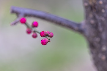 高清梅花特写