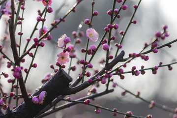 高清梅花特写