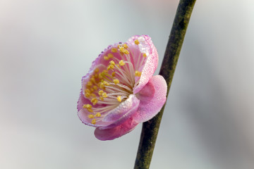 高清梅花特写