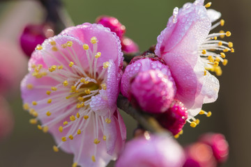 高清梅花特写